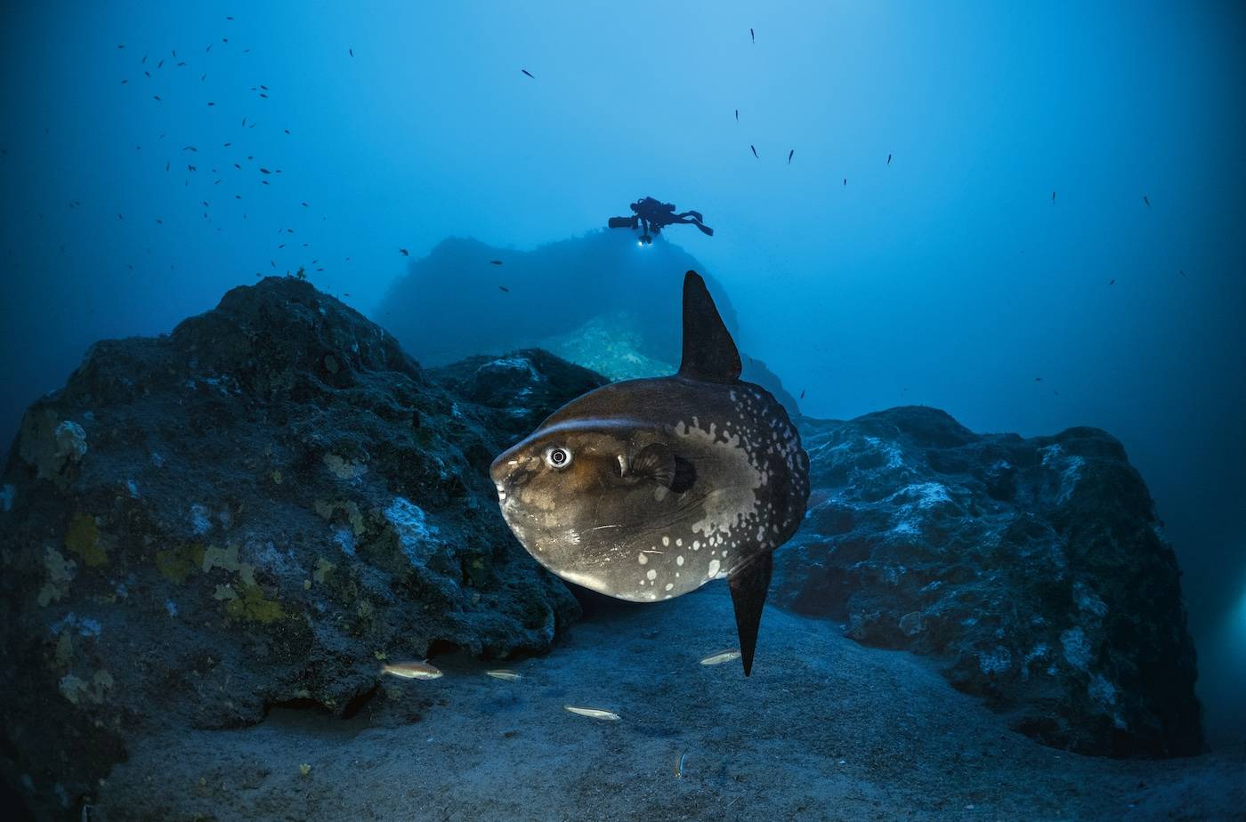 Laurent Ballesta: «À 49 ans, je continue à jouer à Cousteau»