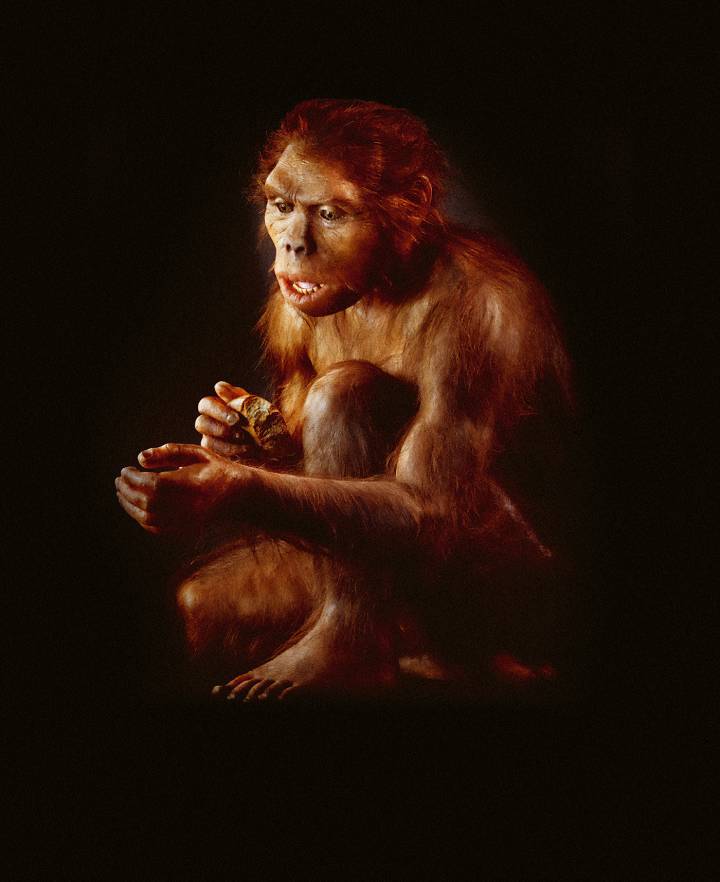 Vue d'artiste d'un hominidé qui semble découvrir avec étonnement son pouce opposable qui va devenir l'outil de ses outils, ce que démontre le silex taillé qu'il tient dans la main gauche.