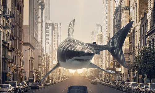 Un requin dans la ville