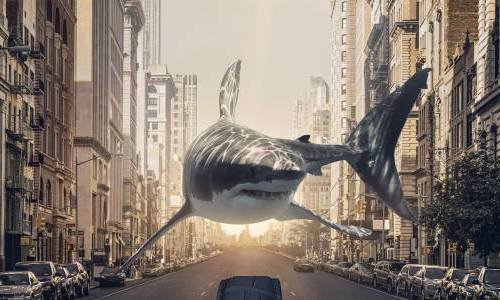 Un requin dans la ville