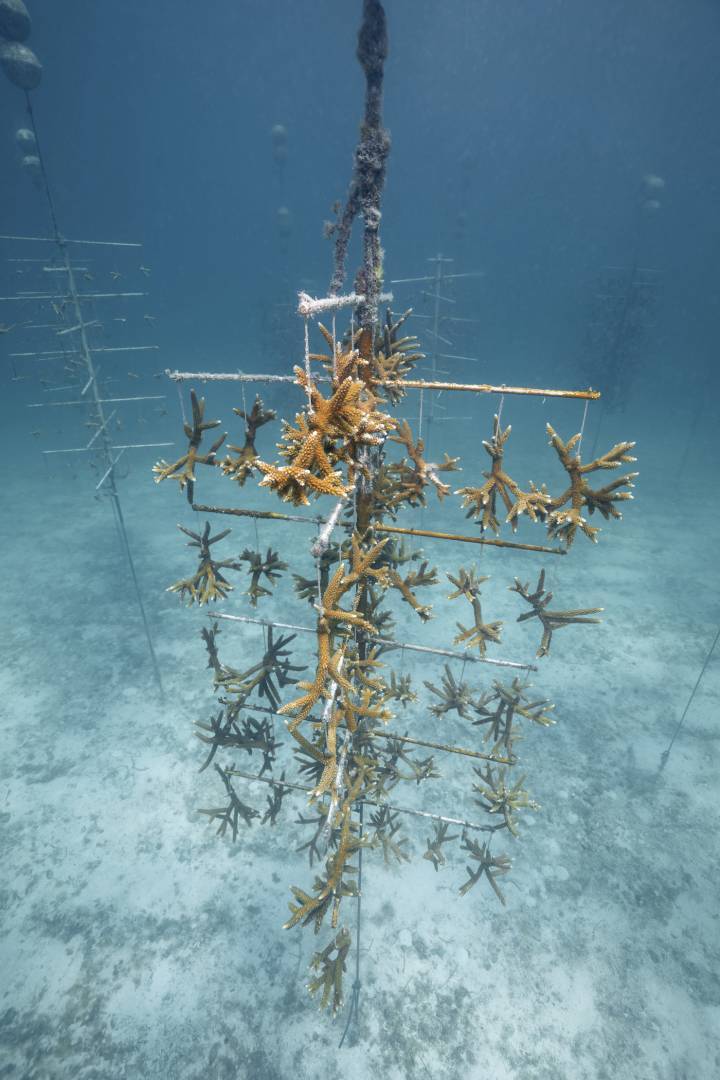 Dans le cadre de son programme global Change for the Better, Oris soutient notamment la Coral Restoration Foundation en Floride.