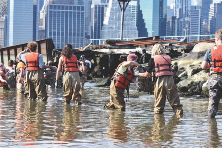 Les volontaires du Billion Oyster Project sont à l'oeuvre en plein Manhattan.