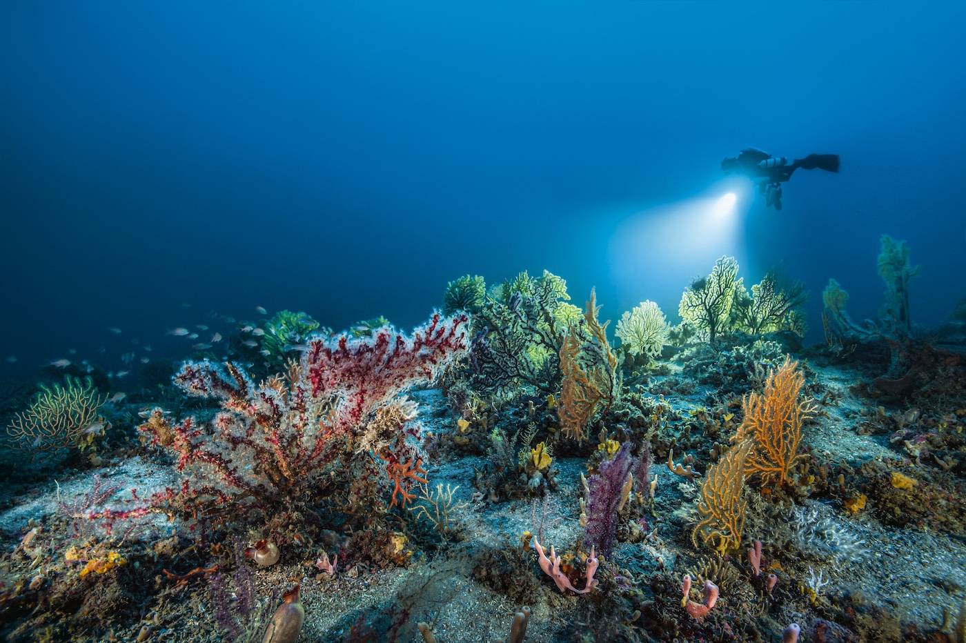 Laurent Ballesta: «À 49 ans, je continue à jouer à Cousteau»