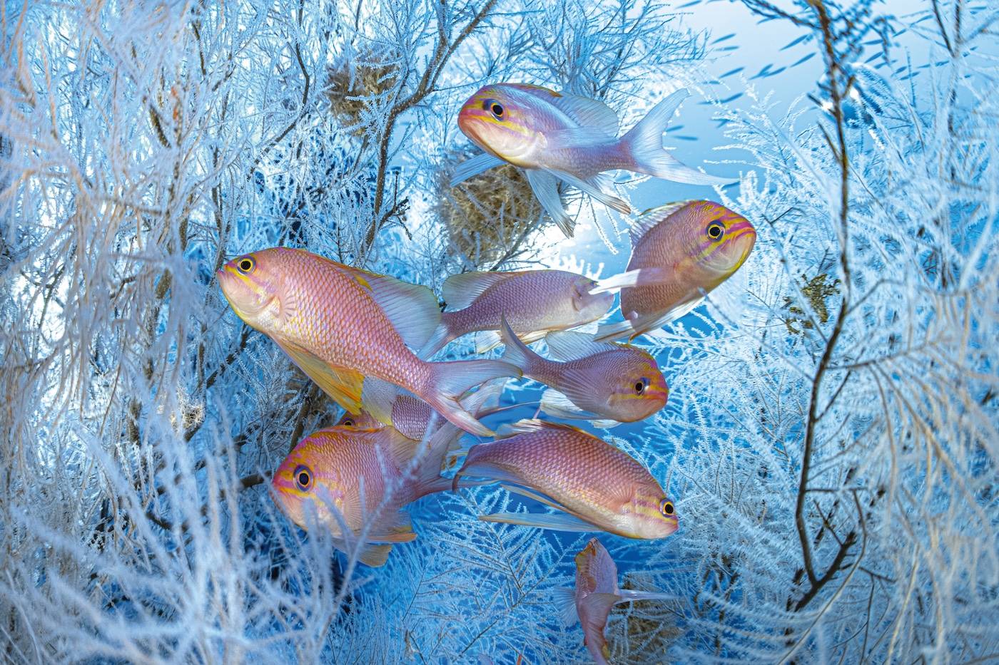 Laurent Ballesta: «À 49 ans, je continue à jouer à Cousteau»